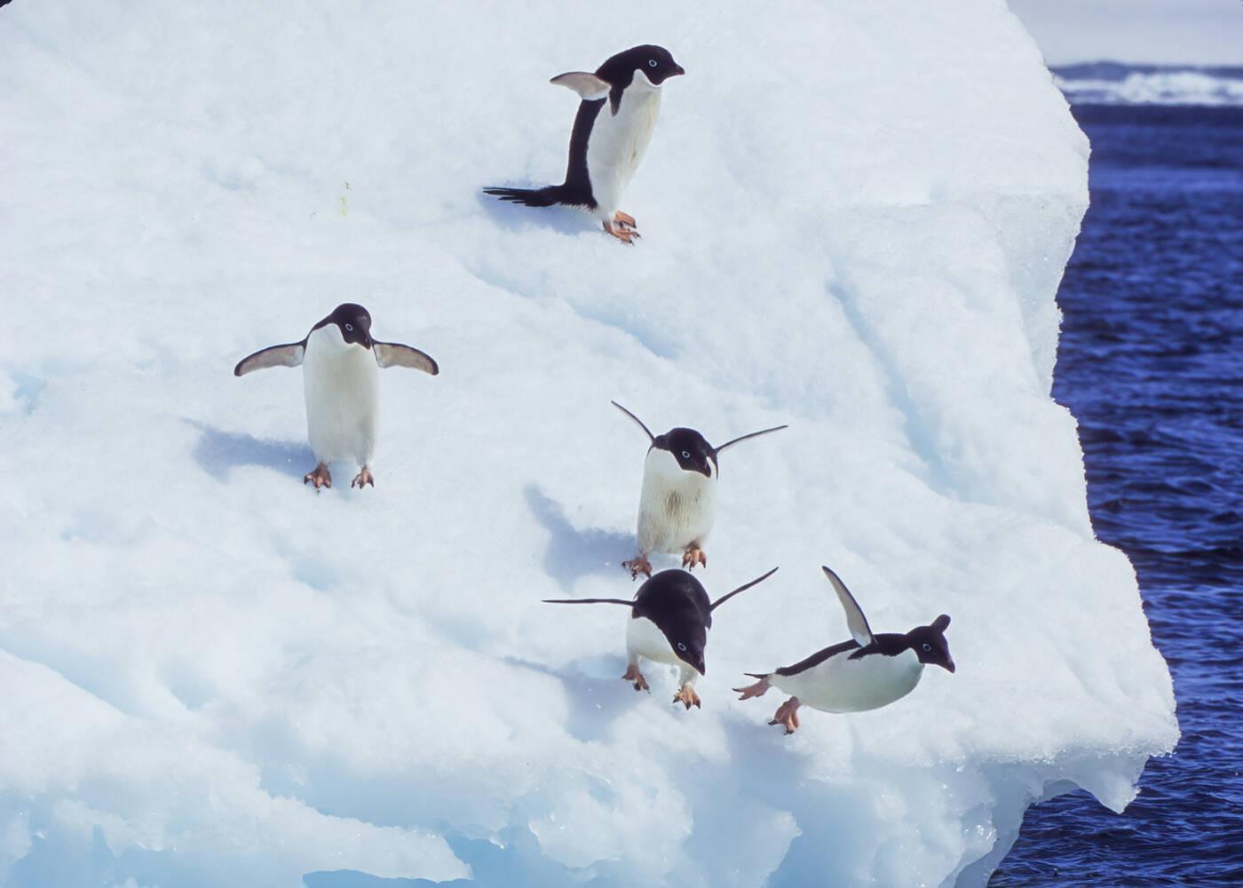 Adeliepinguine springen ins Polarmeer
