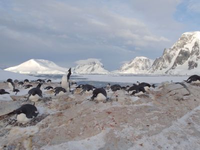 Adelipinguinkolonie auf Petermann Island, vor der antarktischen Halbinsel (© Vreni & Stefan Gerber)