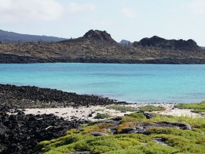 Kakteenlandschaft bei Sombrero Chino, Galapagos. (© Eva Fuchs)
