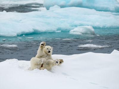 Eisbär im Smith Sound (© Vreni & Stefan Gerber)