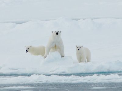 Die Chancen, dass uns auf dem Weg zum Nordpol Eisbären im Packeis begegnen ist gross. (© Kerstin Sto