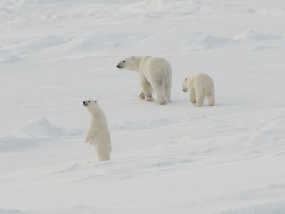 Eisbärenmütter mit Jungtieren sind häufig sehr neugierig und inspizieren das Schiff (© Kerstin Stock