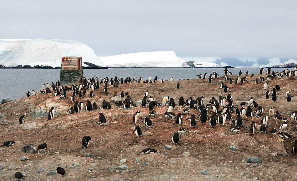 Eselspinguine sind die drittgrösste Pinguinart. Sie sind Generalisten und haben ein breites Nahrungsspektrum, von Fisch bis Krill. Auf dem antarktischen Festland sind sie erst seit kurzem zu finden, wahrscheinlich aufgrund des Klimawandels. Bild: Michael Wenger
