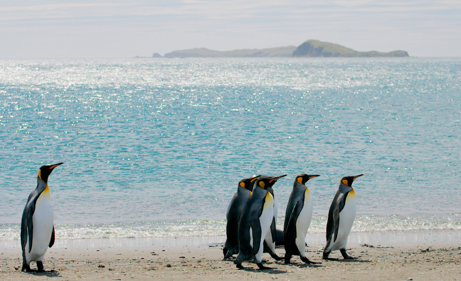 KÃ¶nigspinguine sind die zweitgrÃ¶sste Pinguinart und leben auf den subantarktischen Inseln des sÃ¼dlichen Ozeans. Sie sind schlanker und leichter als ihre Verwandten, die Kaiserpinguine. Bild: Michael Wenger
