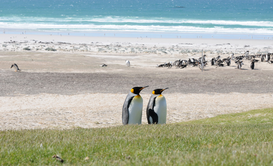 Die nÃ¶rdlichste Population von KÃ¶nigspinguinen findet sich nÃ¶rdlich der Konvergenzlinie, in den fischreichen GewÃ¤ssern der Falklandinseln. Doch auch dort droht den Tieren wÃ¤rmeres Wasser und ÃlfÃ¶rderung die Nahrungsgrundlage zu entziehen. Bild: Michael Wenger