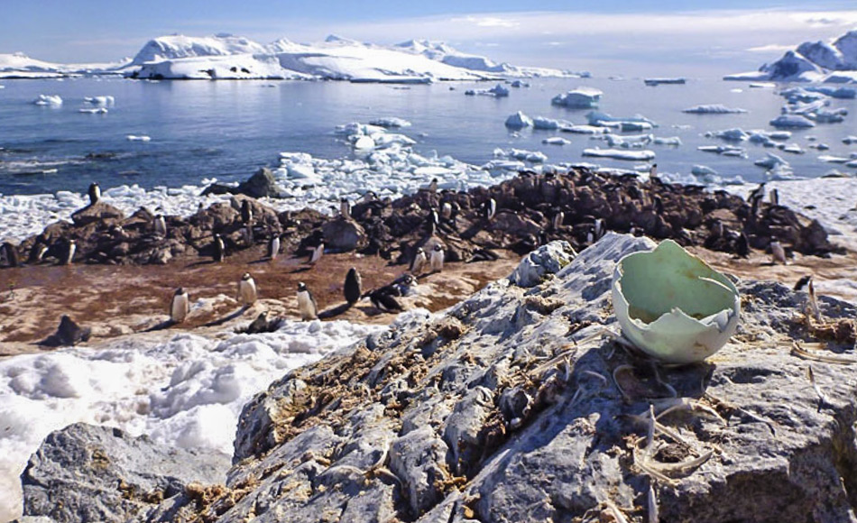 Sowohl Pinguinfedern als auch Eierschalen erlauben Einblicke in die Nahrung der Pinguine und wie sich ihre Umwelt verÃ¤ndert. (Bild: Kelton McMahon)