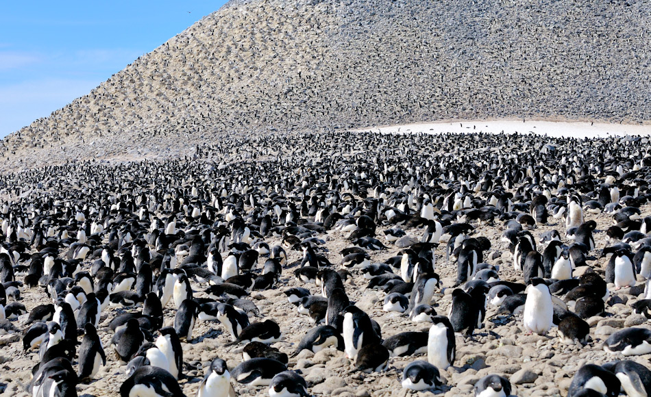 AdÃ©liepinguine brÃ¼ten entlang der antarktischen KÃ¼ste ab dem FrÃ¼hjahr. Ihre Kolonien umfassen bis zu hunderttausend Brutpaare und sind die grÃ¶ssten Vogelaggregationen auf dem antarktischen Kontinent. Bild: Michael Wenger