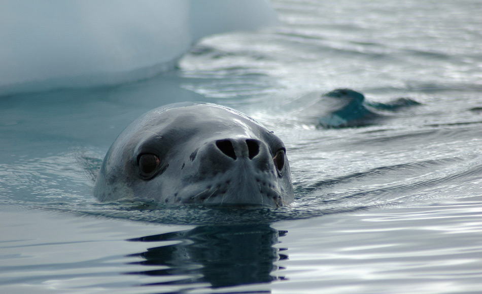 Seeleoparden sind die heimlichen KÃ¶nige der Antarktis. Sie haben ein breites Nahrungsspektrum, sind im Wasser schnelle und wendige JÃ¤ger und kÃ¶nnen wohl auch sehr weite Strecken schwimmen gemÃ¤ss der Resultate der Studie. Bild: Michael Wenger