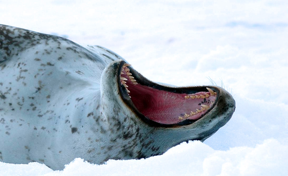 Da Seeleoparden ein breites Nahrungsspektrum haben, ist ihr Gebiss multifunktionsfÃ¤hig. Damit kÃ¶nnen sie sowohl Pinguine packe, Robben zerfleischen, aber auch Krill aus dem Wasser sieben. Bild: Michael Wenger