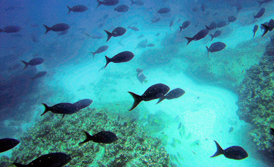 Die tropischen Korallenriffe beherbergen eine Vielzahl von Lebensräumen. Dies wiederum bildet die Möglichkeit einer hohen Artenzahl. Doch gemäss der neuen Studie sind die polaren Regionen noch schneller bei der Artbildung. Bild: Michael Wenger