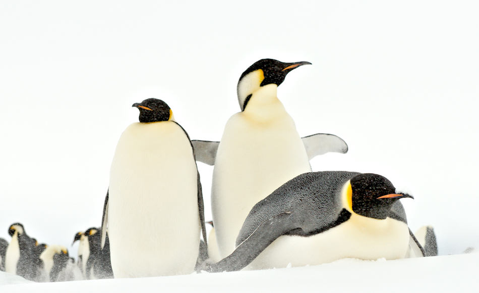 Die grösste Pinguinart, Kaiserpinguine, brüten auf dem Festeis rund um den antarktischen Kontinent in insgesamt 46 Kolonien. Von allen Pinguinarten weisen sie die extremste Lebensweise auf, da sie ihr Brutgeschäft bereits vor dem Winter beginnen. Bild: Michael Wenger