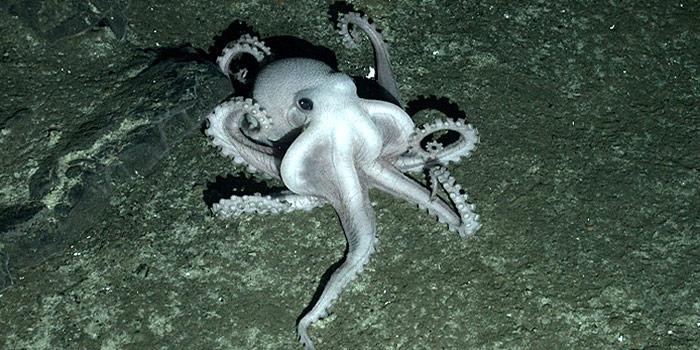 Neuentdeckter Oktopus