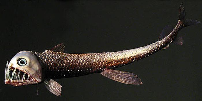 Vipernfisch