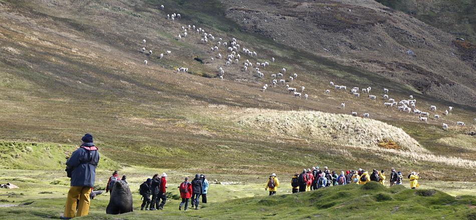 Für die Besucher von Südgeorgien waren die Rentiere eine der Attraktionen.