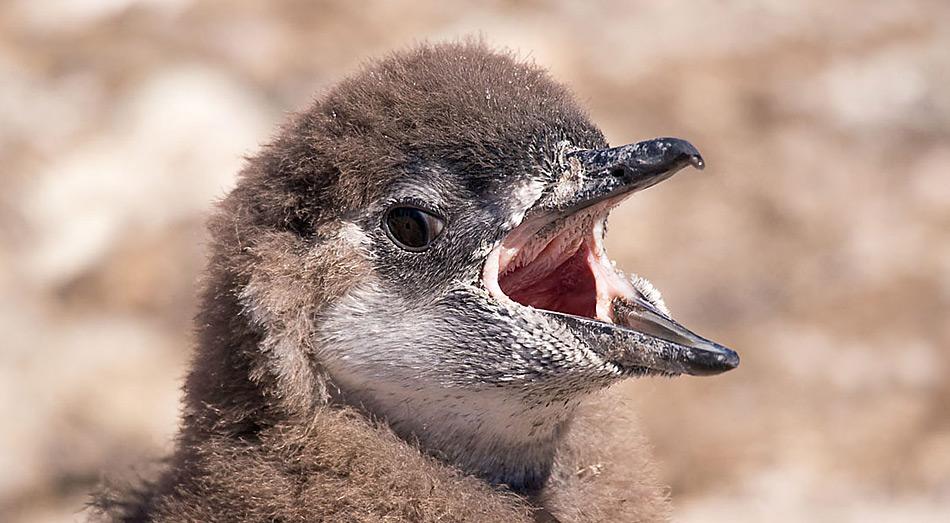 Nach ca. 30 Tagen haben die Jungvögel ihr zweites Dunengefieder und können die Bruthöhle verlassen. Bei starken Regenfällen können die Jungvögel nass werden und auskühlen, da das Jugendgefieder nicht wasserabweisend ist und nass seine wärmeisolierende Eigenschaft verliert.