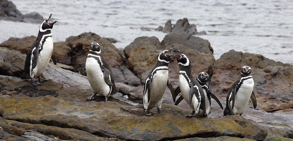 Der Magellan-Pinguin kommt an den felsigen Küsten der Falklandinseln, in Chile, Argentinien, Uruguay und teilweise auch im Süden Brasiliens vor. Die Gesamtpopulation wird auf etwa 1,3 Millionen Brutpaare geschätzt