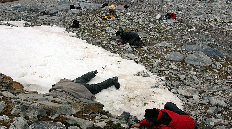 Mitglieder des wissenschaftlichen Teams auf der Suche nach Larven der endemischen MÃ¼cke Â«Belgica AntarcticaÂ» in der NÃ¤he der amerikanischen Palmer Station. Foto: Peter Rejcek, NSF