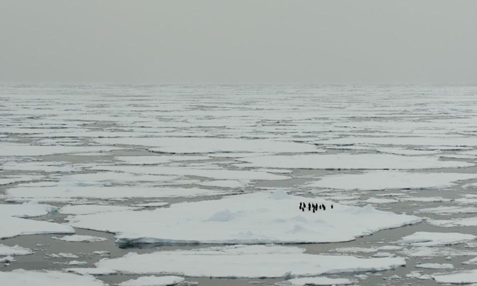 Meereis ist auch biologisch gesehen für Pinguine und Robben wichtig. Die Schollen bilden Ruheplätze im ansonsten strukturlosen Ozean. Gemäss der neuen Studie treiben sie aber auch die Ozeanströmungen an. Bild: Michael Wenger