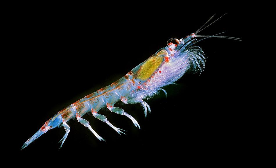 Krill ist die Grundlage des antarktischen Nahrungsnetzes und hÃ¤ngt sehr vom Meereis ab. GemÃ¤ss den Forschern kÃ¶nnte Krill genauso stark verschmutzt sein wie Fisch. Dies wÃ¤ren schlechte Neuigkeiten fÃ¼r die aufstrebende Krillfischerei.