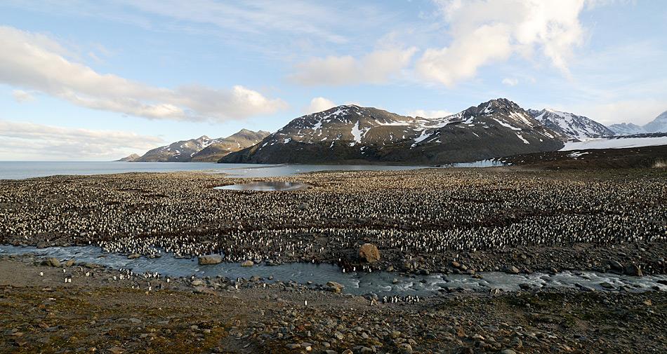 SÃ¼dgeorgien liegt mitten im SÃ¼datlantik und ist britisches Ãberseegebiet, verwaltet von den Falkland-Inseln aus. Es gilt als eines der grÃ¶ssten Tierparadiese in dieser Region.