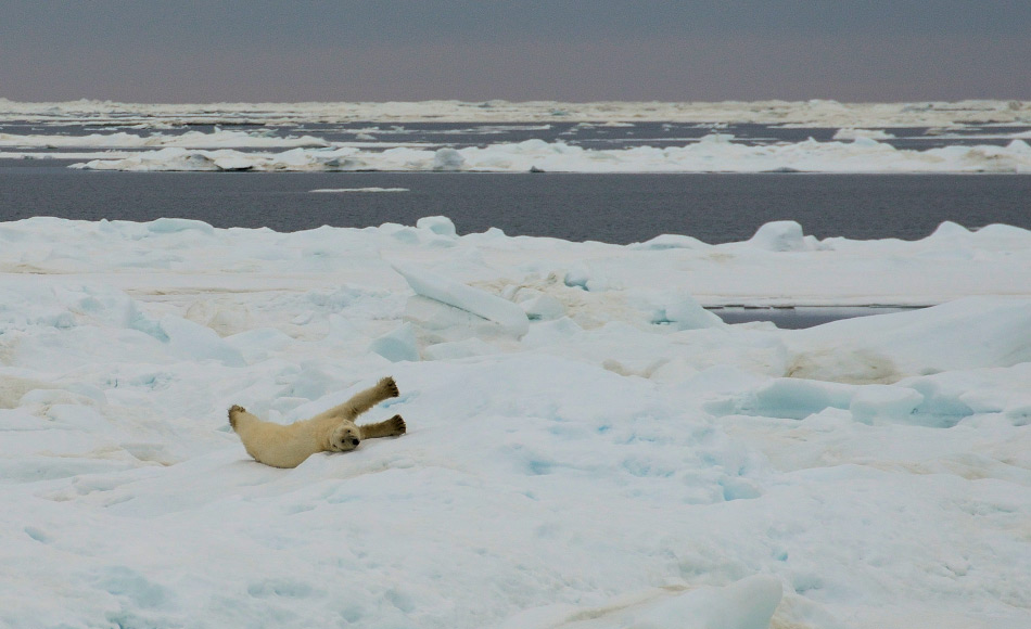 Weniger Meereis bedeutet schlechte Nachrichten fÃ¼r die arktischen Tiere wie Robben, Polardorsch und den ikonischen EisbÃ¤ren. Bild: Michael Wenger