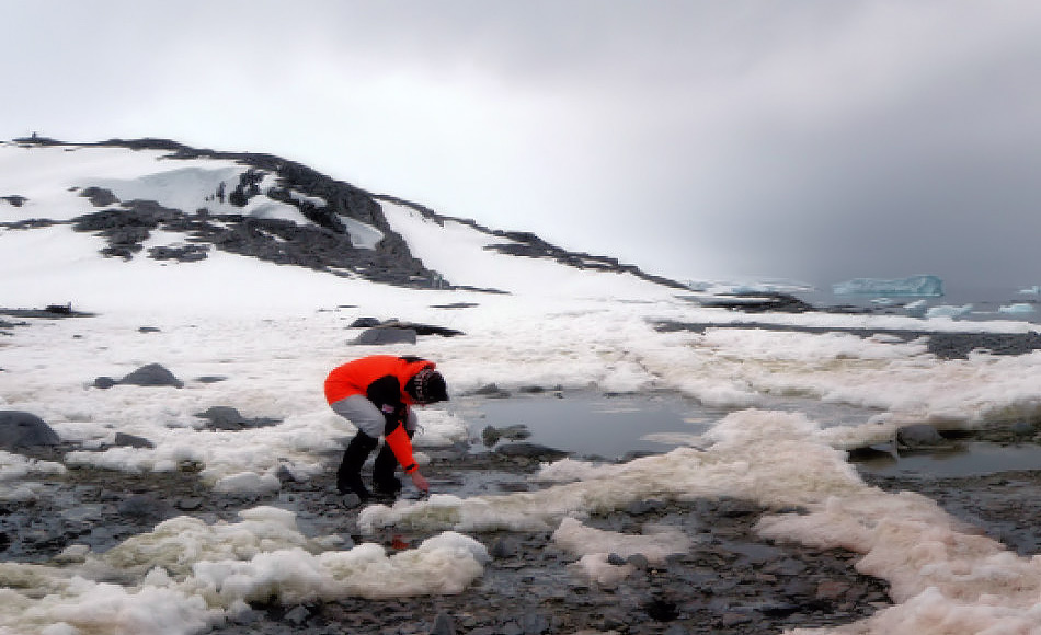 Die Geowissenschaftlerin Julia Kleinteich entnimmt Proben aus SÃ¼sswassertÃ¼mpeln mit Mikroben drin in der Antarktis. Bild: Daniel Farinotti