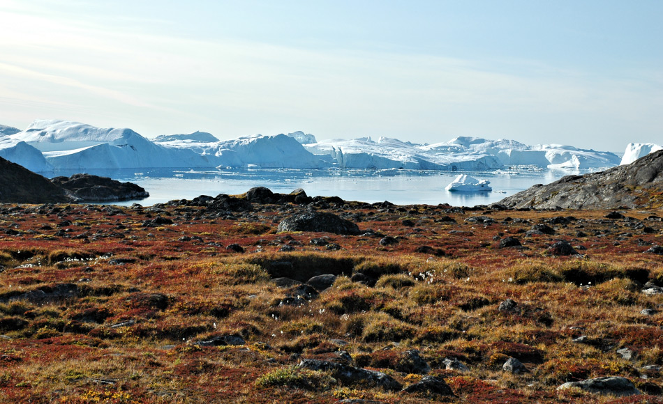 Grosse Gebiete der arktischen Tundra wie in GrÃ¶nland sind sehr pflanzenreich. Hier leben auch unzÃ¤hlige Tiere, die man gerne beim Durchqueren der Tundra Ã¼bersieht: arktische Arthropoden. Bild: Michael Wenger