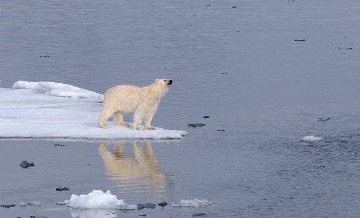 Eisbären sind das Sinnbild der Arktis. Doch in Kanada und Grönland wird das Tier unter Auflagen
