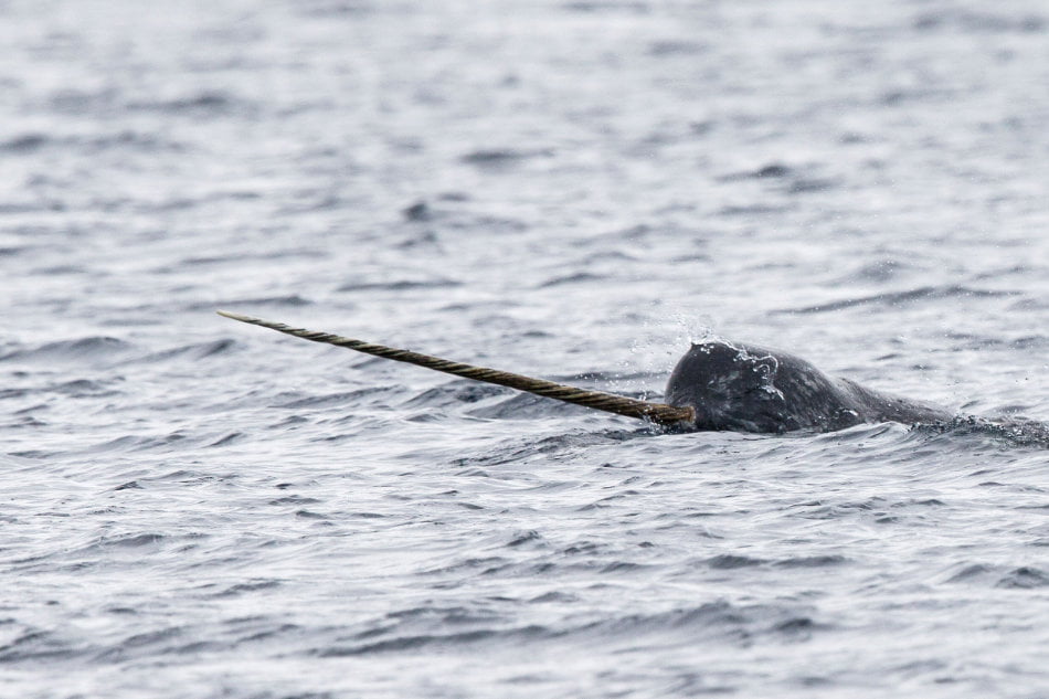 Whalewatcher erfreuen sich an der einzigartigen Tierwelt der Region. (Foto: Mark Carwardine, OneOcean Expeditions)