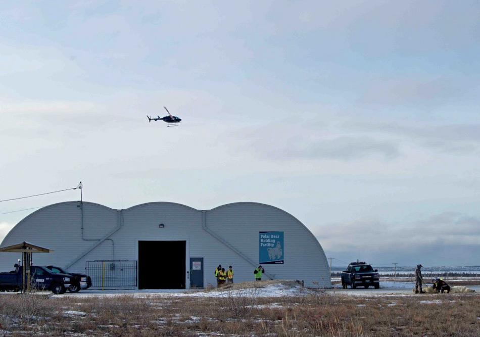 Die Gemeinde von Churchill, Manitoba, haben die Fallenstelltechnik fÃ¼r âihreâ EisbÃ¤ren perfektioniert. Gefangene BÃ¤ren werden in einem alten Hangar wÃ¤hrend 30 Tagen bei Wasser und Eis gehalten und danach weit weg gebracht und wieder freigelassen. Bild: Eyal Kaplan