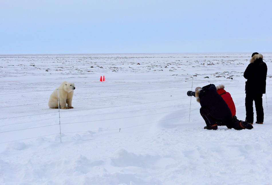 Polar_bear_at_a_camp_near_Arviat