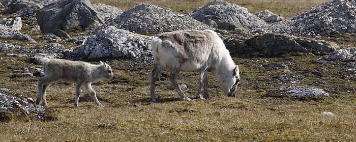 Genügend Nahrung ist Grund der Zunahme der Rentierbestände auf Spitzbergen.