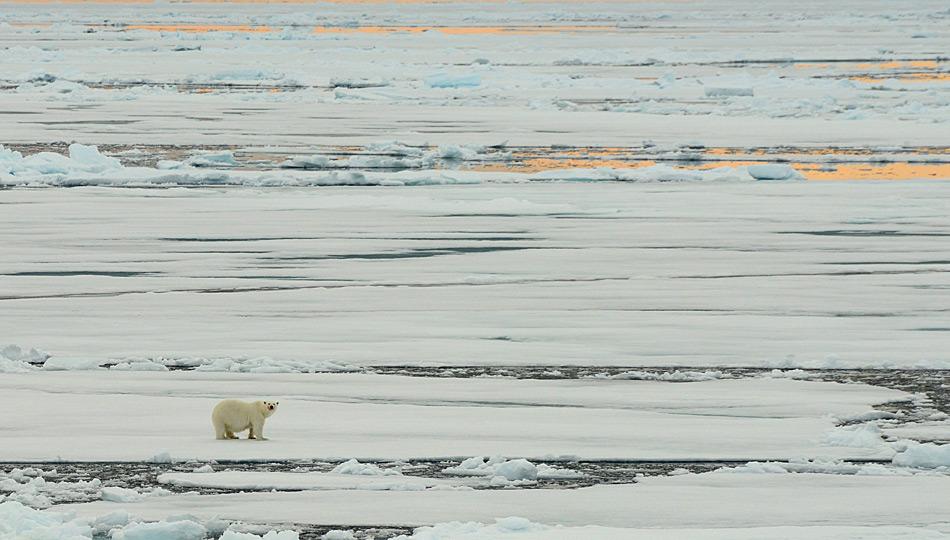 Eisbaer auf dem Eis
