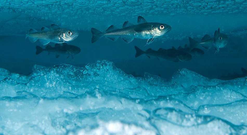 Der Polardorsch ist ein wichtiger Bestandteil der nordpolaren Eisfauna. Seine Fressfeinde sind SeevÃ¶gel, MeeressÃ¤ugetiere und verschiedene Fischarten. Damit ist er die wichtigste Art im Polarmeer.