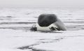 Grönlandwale sind richtige Eisliebhaber und können mit der verstärkten Oberseite der Schnauze