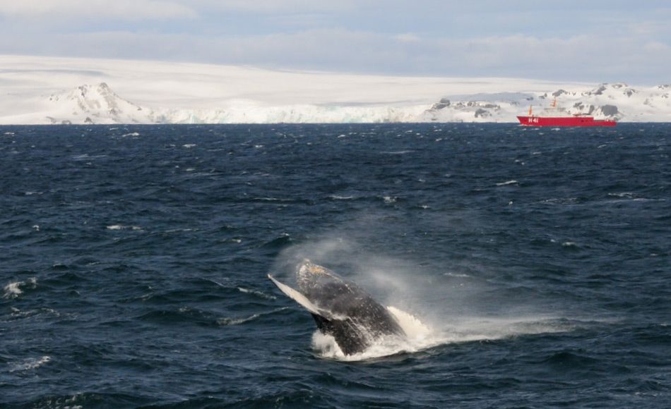 Zahlen für Antarktische Wale steigen langsam wieder