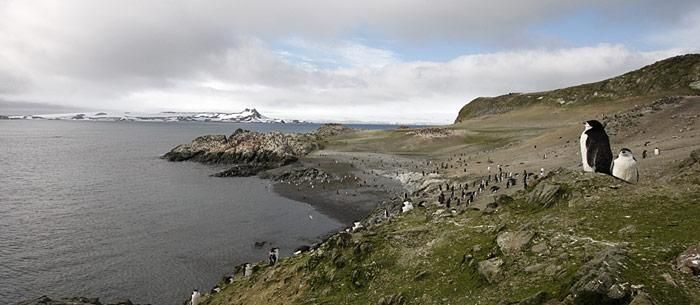 Besucher beeinflussen Pflanzenwelt der Antarktis
